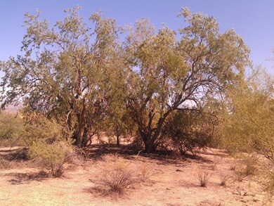 NICE VEGETATION