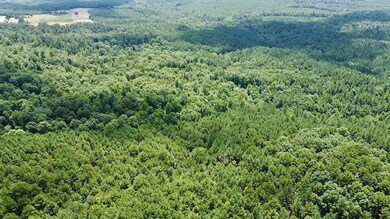 Aerial view of a forest