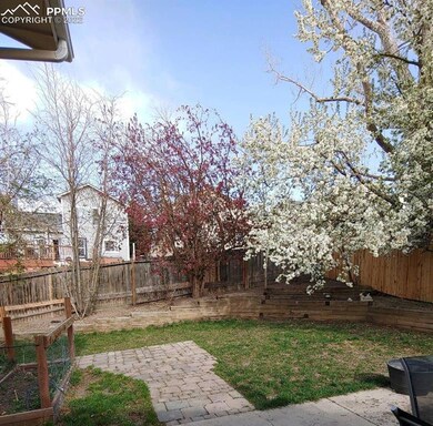 Back yard