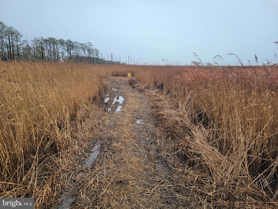 3241 Robbins Rd, Crapo, MD 21626 - photo 5