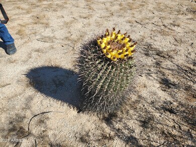 Cactus in bloom