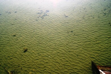 Sand Bottom