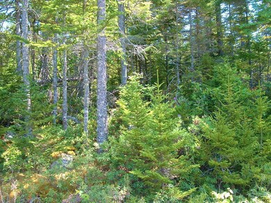 View of Lot
