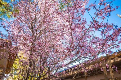 Beautiful Trees in Bloom.