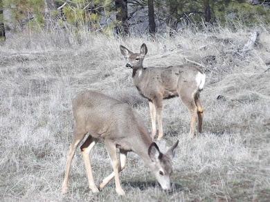 Lot 2 Pine Hen Ln E, Davenport, WA 99122 - photo 2