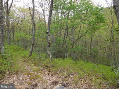 31 Pine Point Dr, Maysville, WV 26833 - photo 6