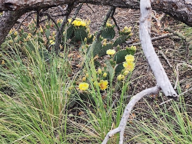 LotC4 Highview Cir, Trinidad, CO 81082 - photo 5