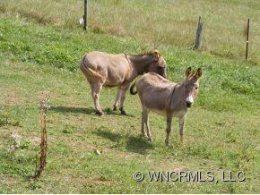 donkeys in pasture
