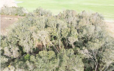 Large Oaks