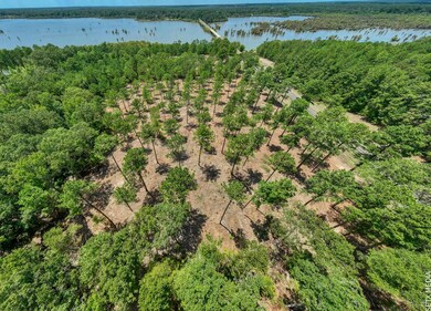 004 Farm To Market Road 83 unit Lot 4, Broaddus, TX 75929 - photo 7
