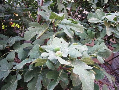 1506 Wilson Ave, Alamogordo, NM 88310 - photo 6