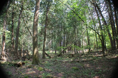 Mix of woods