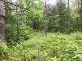 V/L James Rd, Baldwin, MI 49304 - photo 6