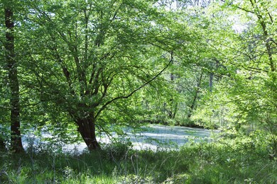 pond 1 beaumont