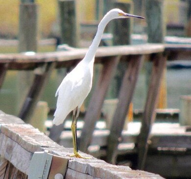 Lot 84 Rogue Rd unit 84, Cape Charles, VA 23310 - photo 4