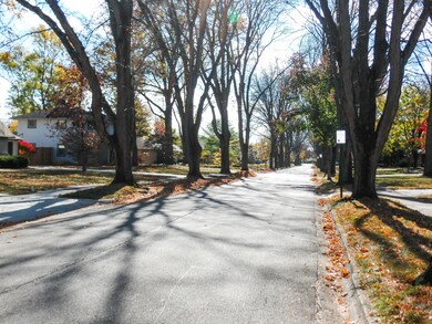 Tree-Lined Street