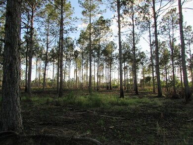 00 Hurst Tate Rd, Meigs, GA 31765 - photo 5