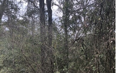 LOTS 27 &28 288th Terrace, Branford, FL 32008 - photo 3