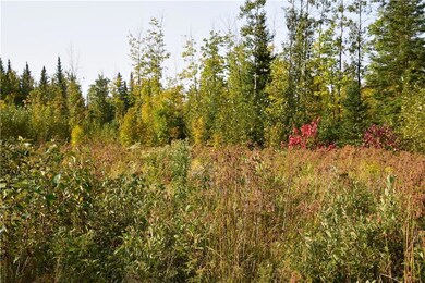 Forest edge is home to wildlife