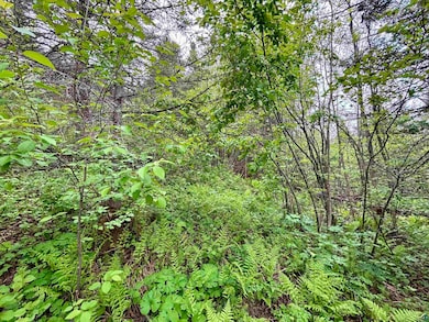 View of wooded area