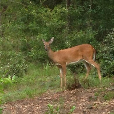 00 SW 209 Ct, Dunnellon, FL 34431 - photo 2