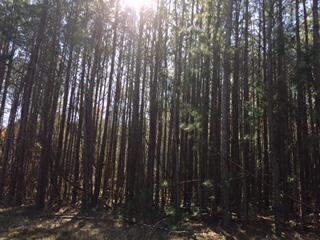 0 N Dick Creek Rd unit 1245703, Lafayette, GA 30728 - photo 3