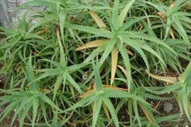 1658 Kilauea Ave, Hilo, HI 96720 - photo 6