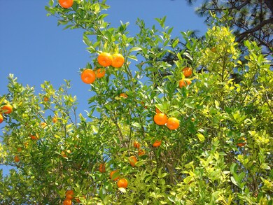 Fruiting Citrus Tree!