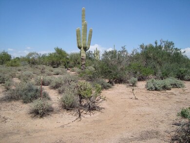 LUSH VEGETATION