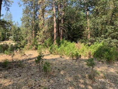 Young Cedars