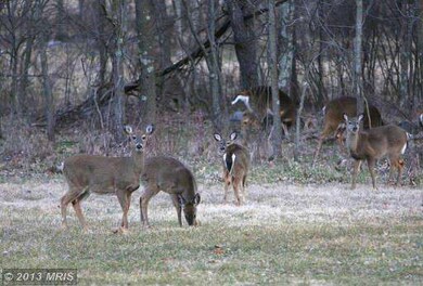 175 Burner Ln, Berryville, VA 22611 - photo 3