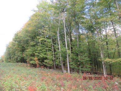 Woods