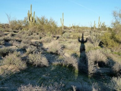 Saguaro Shadow