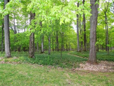Wooded, private backyard