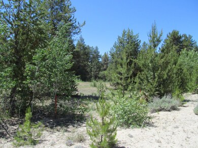 Lots of trees