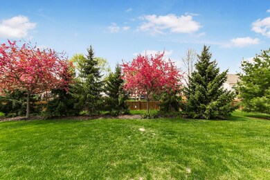 Rear Yard