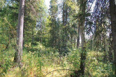 large trees