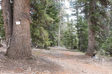 Picture of the Lot