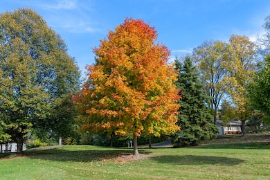 Gorgeous Fall Tree in Side Yard