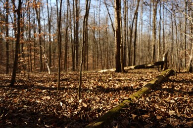 0 Meadow Dr, Linden, TN 37096 - photo 3