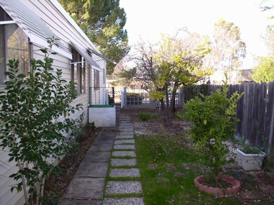 Fruit trees and roses