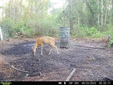 0 County Line Rd unit 19604811, Lee, FL 32059 - photo 7