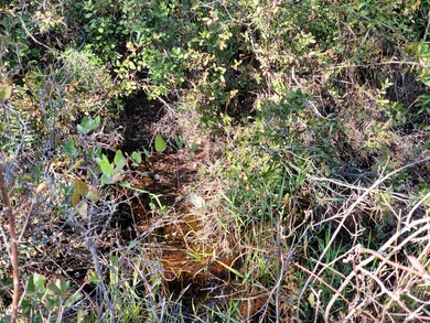 0 SW Brown Rd, Lee, FL 32059 - photo 5