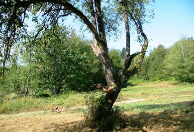 9317 Stein Rd, Custer, WA 98240 - photo 7