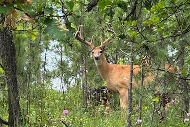 TBD Rocking H Ranch, Hulett, WY 82720 - photo 2