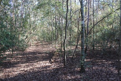 You are able to see quite a few small hardwood trees