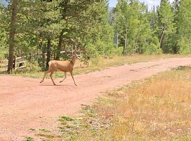 Wildlife viewing