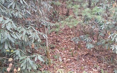 LOT 8 Clay Cir, Morganton, GA 30560 - photo 3