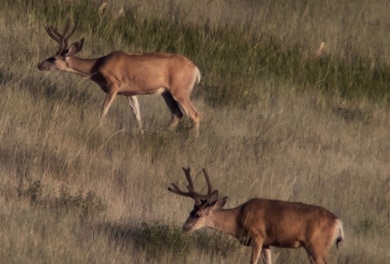 300 N Canyon Rd, Malad City, ID 83252 - photo 3