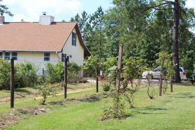 grape vines
